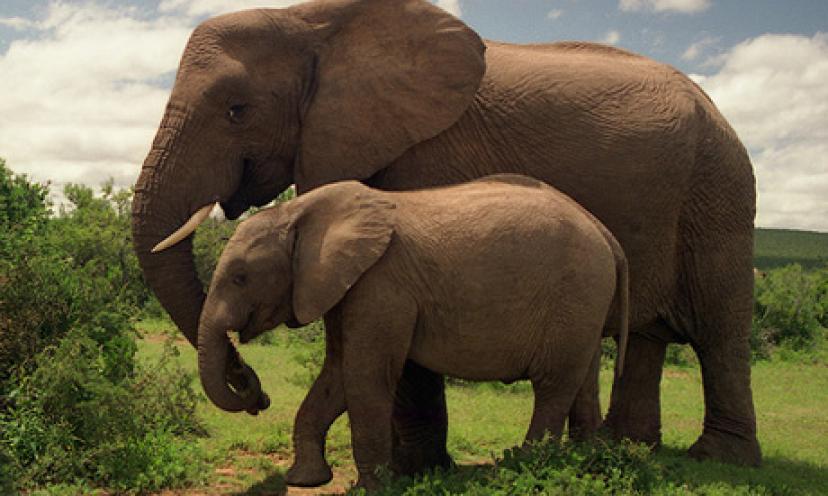 Get a FREE Kindle Edition of Expedition Earth Presents Elephants: Safari Series!