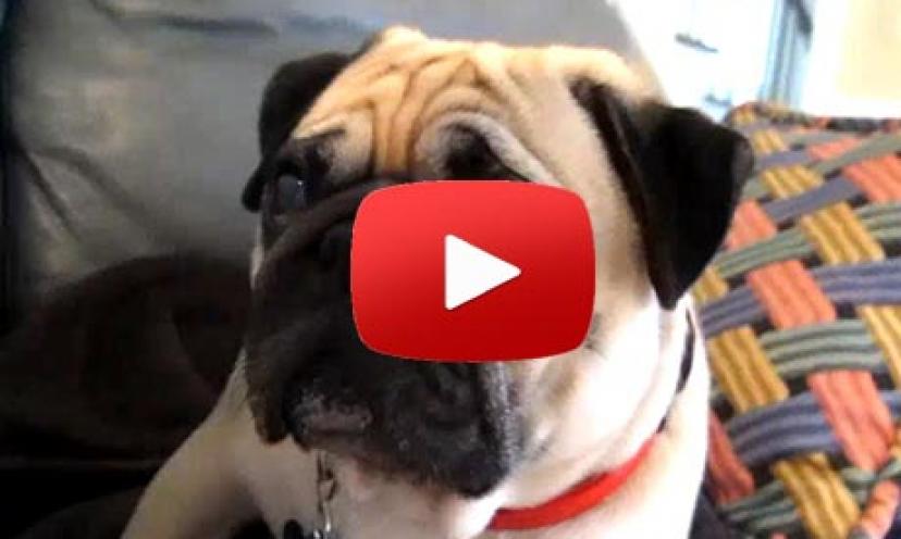 This poor pug takes his scolding hard