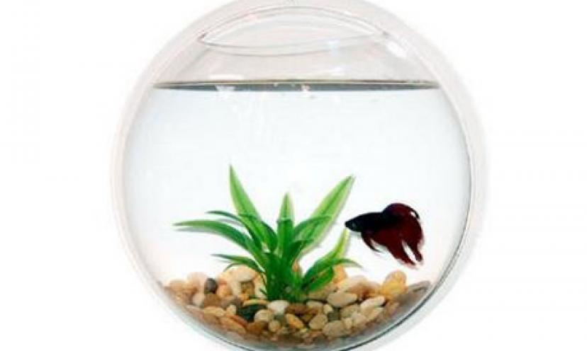 Save 65% on The Wall Mount Fish Bowl Aquarium Tank!