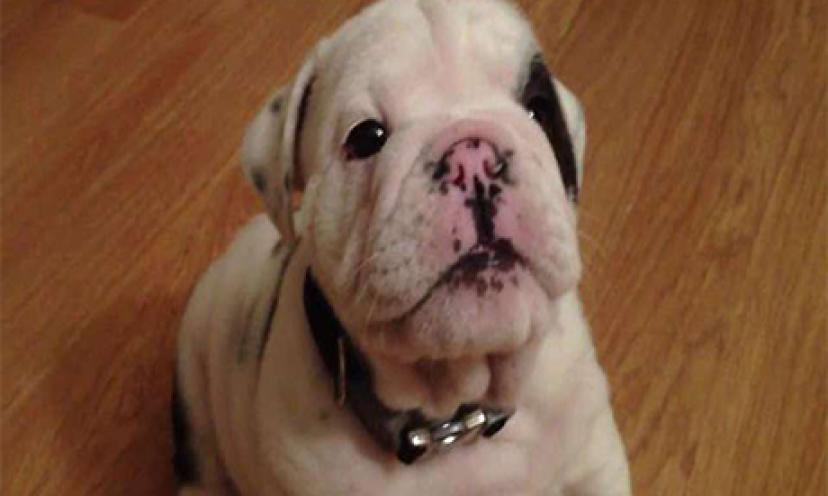 Fussy Bulldog Puppy Is Cutest Thing You Will See All Day! – Get It Free