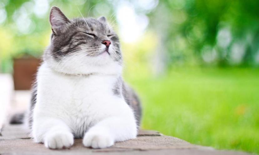5 Things You Didn’t Know About Cats!