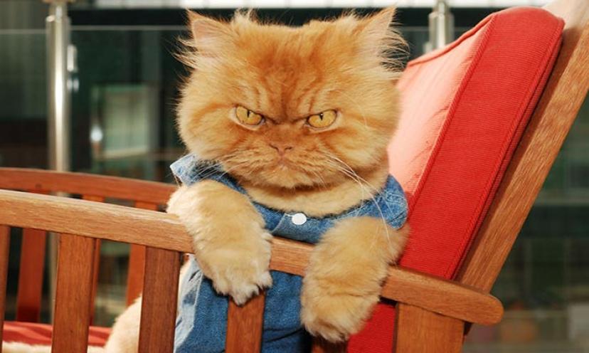 Move Over Grumpy Cat! Meet Garfi, The Grumpiest Cat On The Planet!