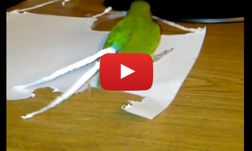 This is a smart bird! Watch what he does with a sheet of paper!