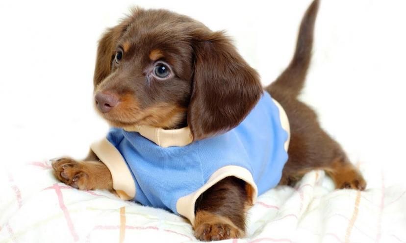 The 8 Cutest Dogs On The Internet! #7 is my favorite!
