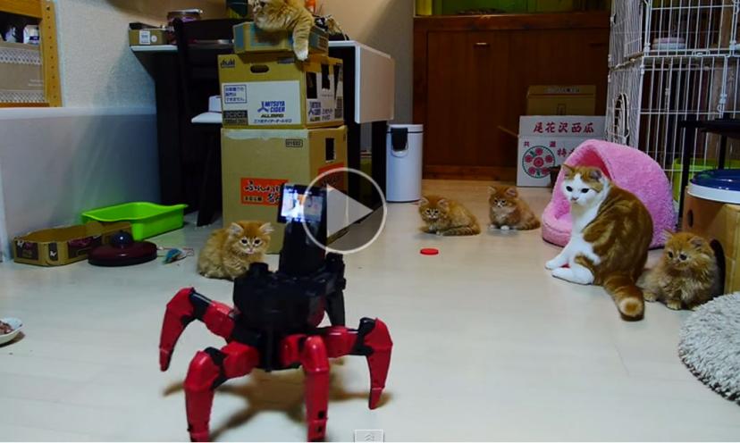 Люди вымерли остались роботы. Робот кот. Робот в кафе котик. Роботы кошечки в ресторанах. Японские домашние роботы коты.