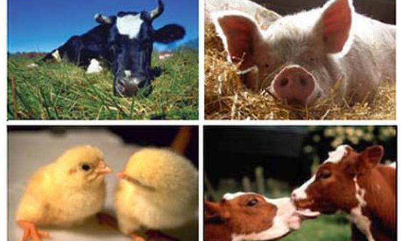 Be Compassionate To Animals and Get Two Vegetarian Starter Guides, FREE!