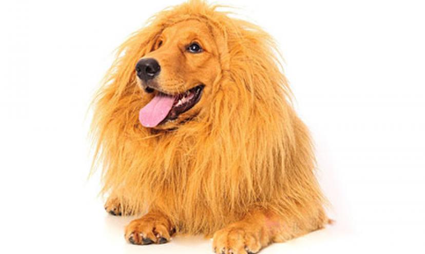Save 43% on a Lion’s Mane Halloween Costume for your Dog!