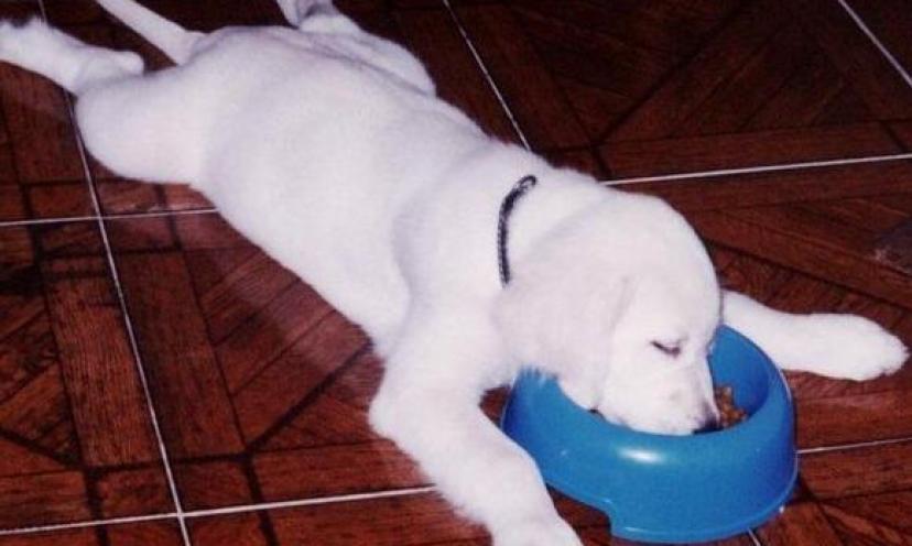 5 Dogs Who Could Use a Long Weekend More than You