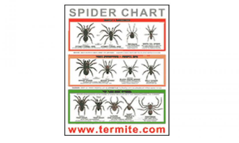 FREE Spider Identification Chart!