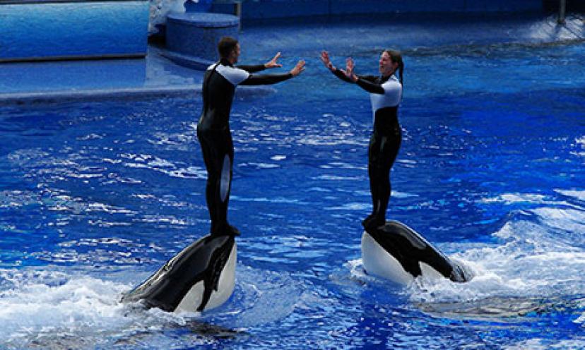 Enter to Win an Amazing Trip to SeaWorld in Florida!