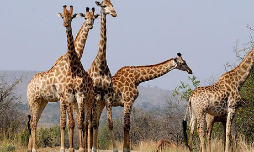 Enter to Win a Safari in South Africa!