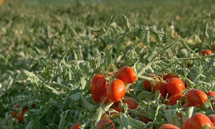 Get FREE Tomato Seeds from La Victoria!