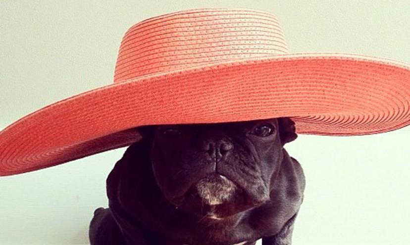 Six Times Trotter The French Bulldog Stole Our Hearts
