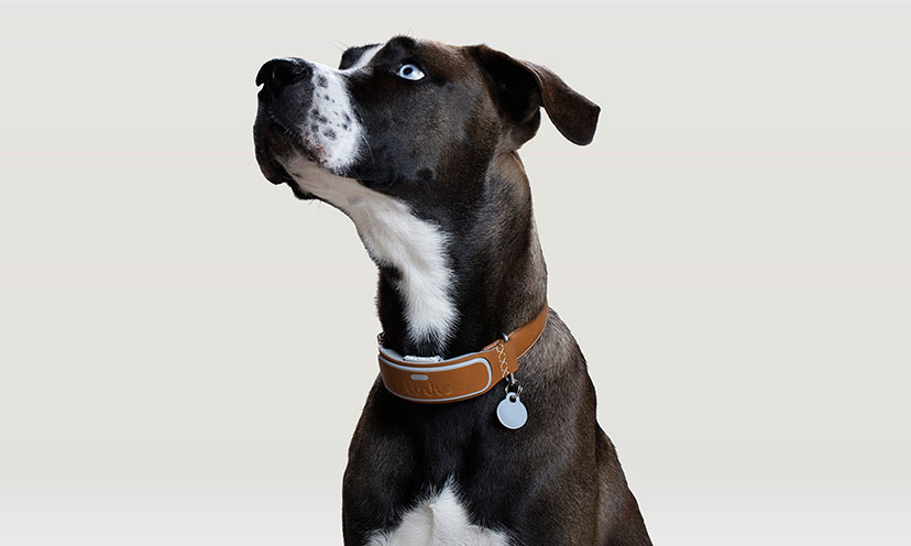 Enter to Win a Link AKC Smart Dog Collar!