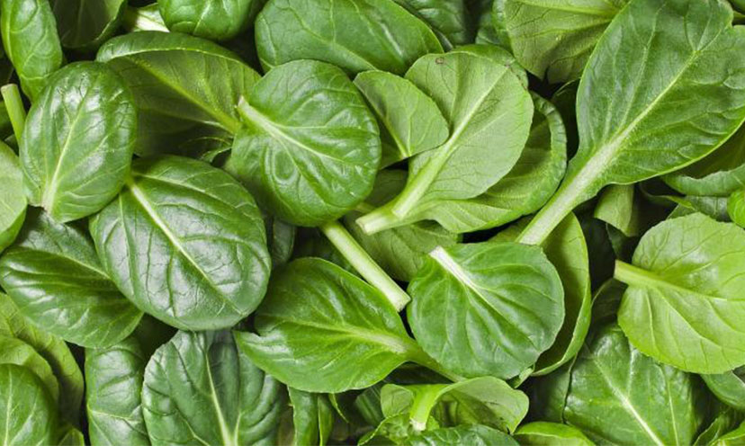 Get a FREE Pack of Spinach Seeds!