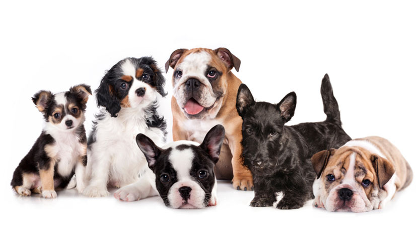 Which Adorable Puppy Are You?