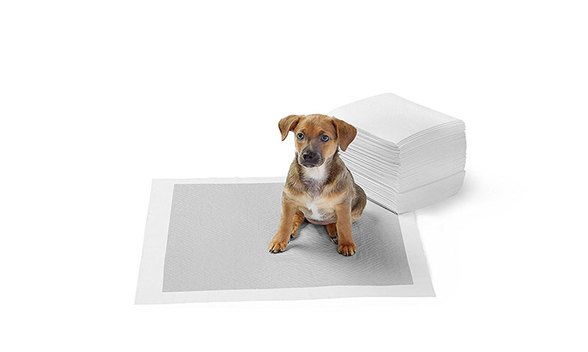 Save 54% on a Set of Puppy Training Pads!