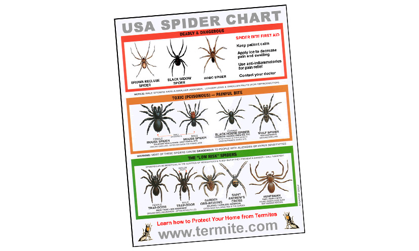 Get a FREE Spider Identification Chart!