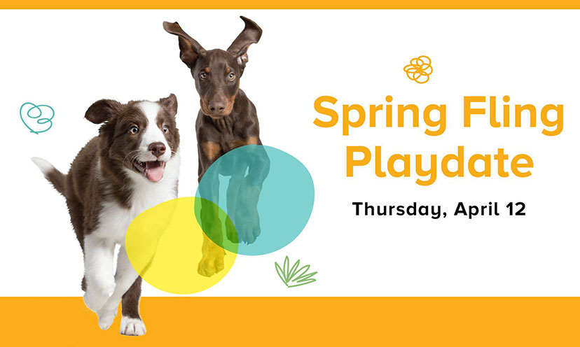 Dogs Get a FREE Playdate, Snack and Photo Today!
