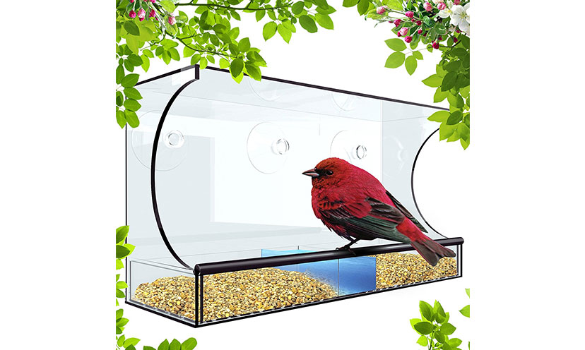 Save 70% on a Window Bird Feeder!