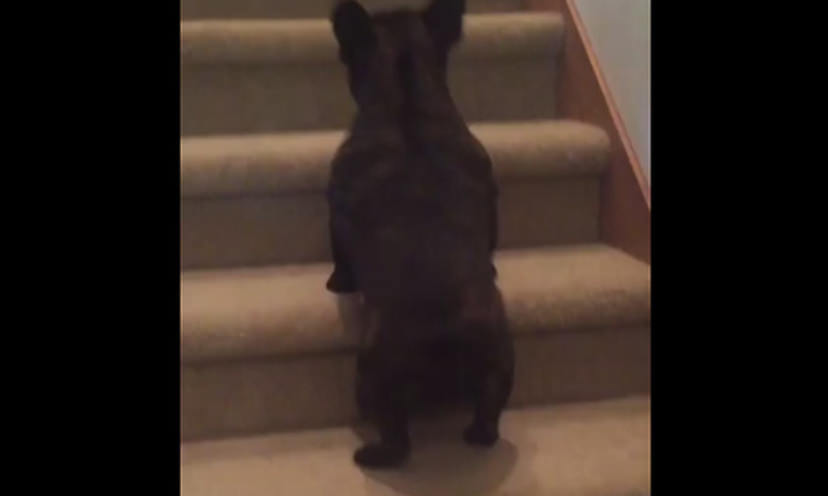 The Way This Dog Goes Up Stairs Will Make You Laugh – Get It Free