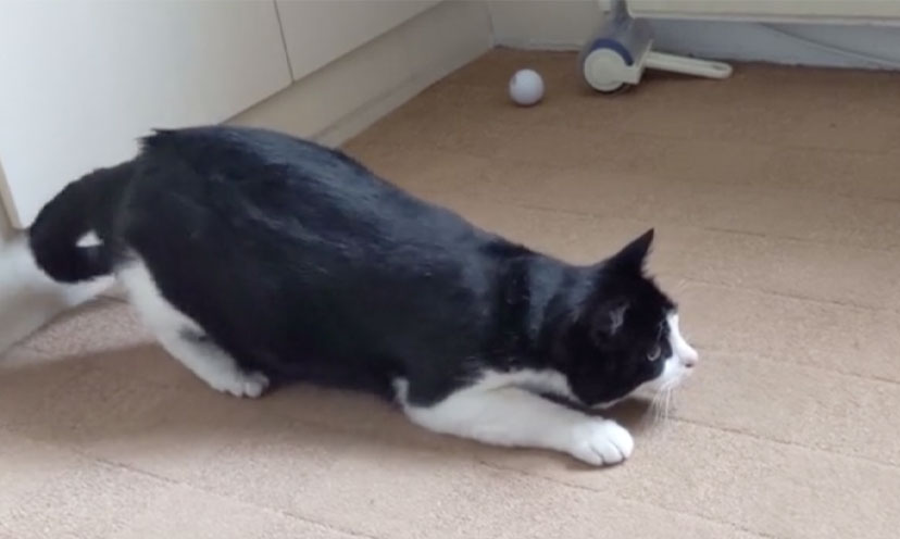 Watch This Cat Getting Ready To Pounce Get It Free