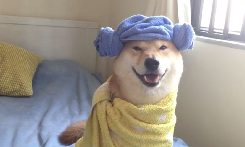 Shiba Inu Shows Off Costumes – Get It Free